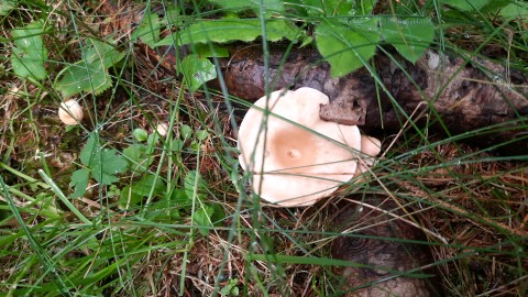 Infundibulicybe gibba