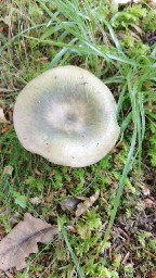 Russula heterophylla