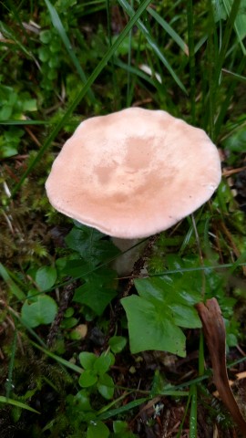 Infundibulicybe gibba