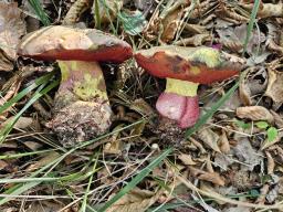 Rubroboletus rhodoxanthus