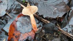 Lactarius lacunarum