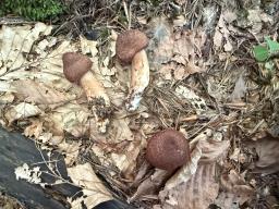 Tricholoma vaccinum