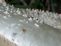 Amanita echinocephala