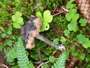 Entocybe nitida