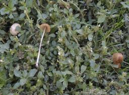 Conocybe merdaria