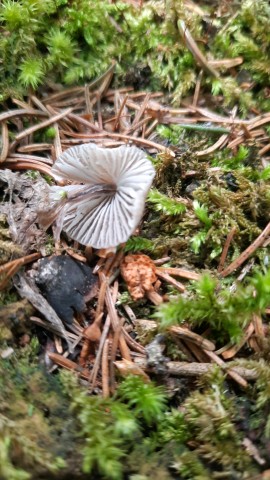 Mycena leptocephala