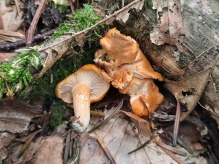 Cantharellus friesii