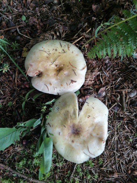 Russula violeipes