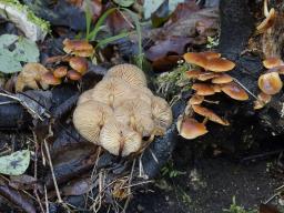 Flammulina velutipes