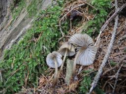 Mycena stipata