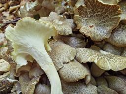 Polyporus umbellatus