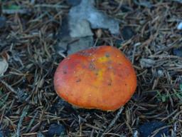 Russula aurea