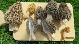 Morchella vulgaris