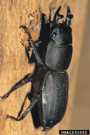 Dorcus parallelipipedus