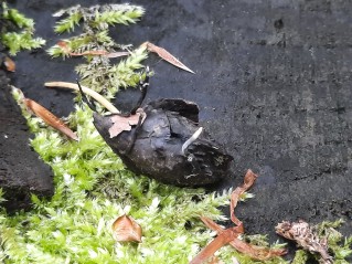 Xylaria carpophila