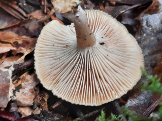 Rhizocybe pruinosa