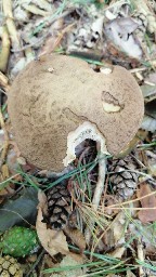 Leccinellum pseudoscabrum