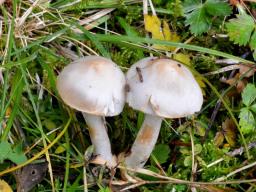 Inocybe whitei