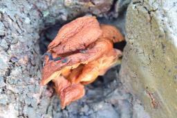 Flammulina velutipes