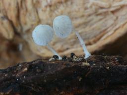 Mycena corynephora