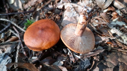 Lactarius aurantiacus