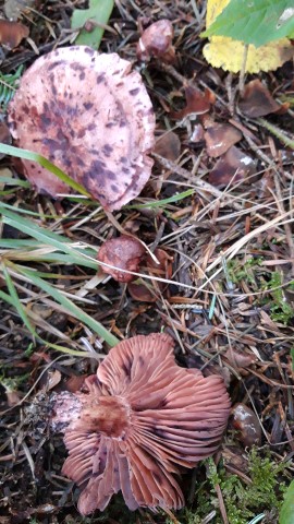 Hygrophorus capreolarius