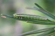 Pristiphora laricis