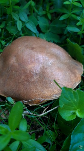 Gyroporus castaneus