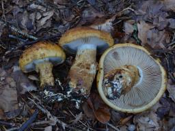 Cortinarius saginus