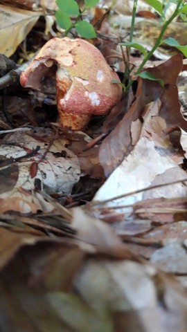 Cortinarius bolaris