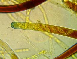 Phylloscypha phyllogena