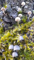 Mycena pseudocorticola