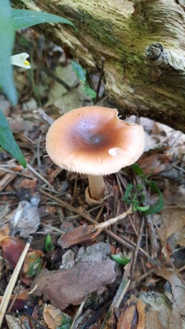 Amanita fulva