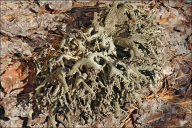 Pseudevernia furfuracea var. furfuracea