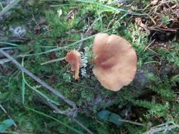 Lactarius lacunarum