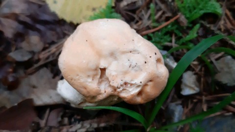 Hydnum repandum