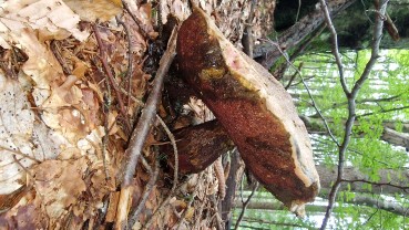 Rubroboletus rubrosanguineus