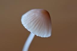 Mycena erubescens