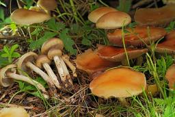 Agrocybe praecox