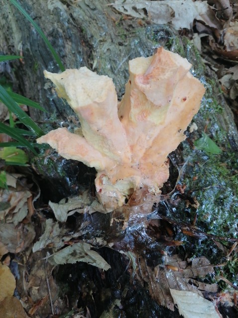 Laetiporus sulphureus