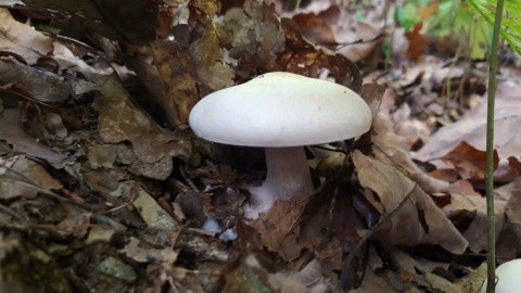Lepista glaucocana