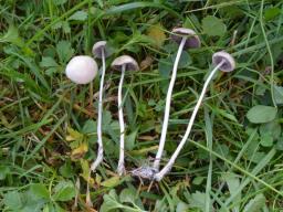 Psathyrella pseudogracilis