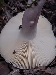 Russula amoena