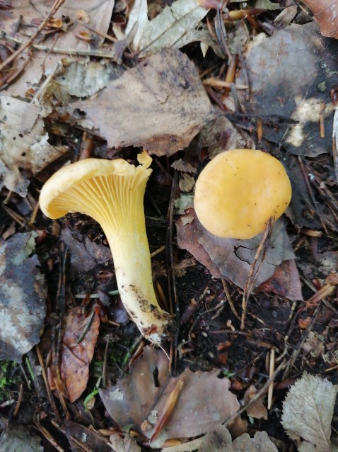 Cantharellus cibarius