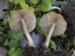 Inocybe sindonia