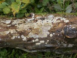 Leucogyrophana sororia