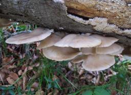 Pleurotus pulmonarius
