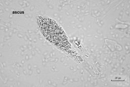 Fracchiaea broomeana