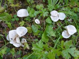 Clitocybe phyllophila