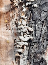 Schizophyllum commune